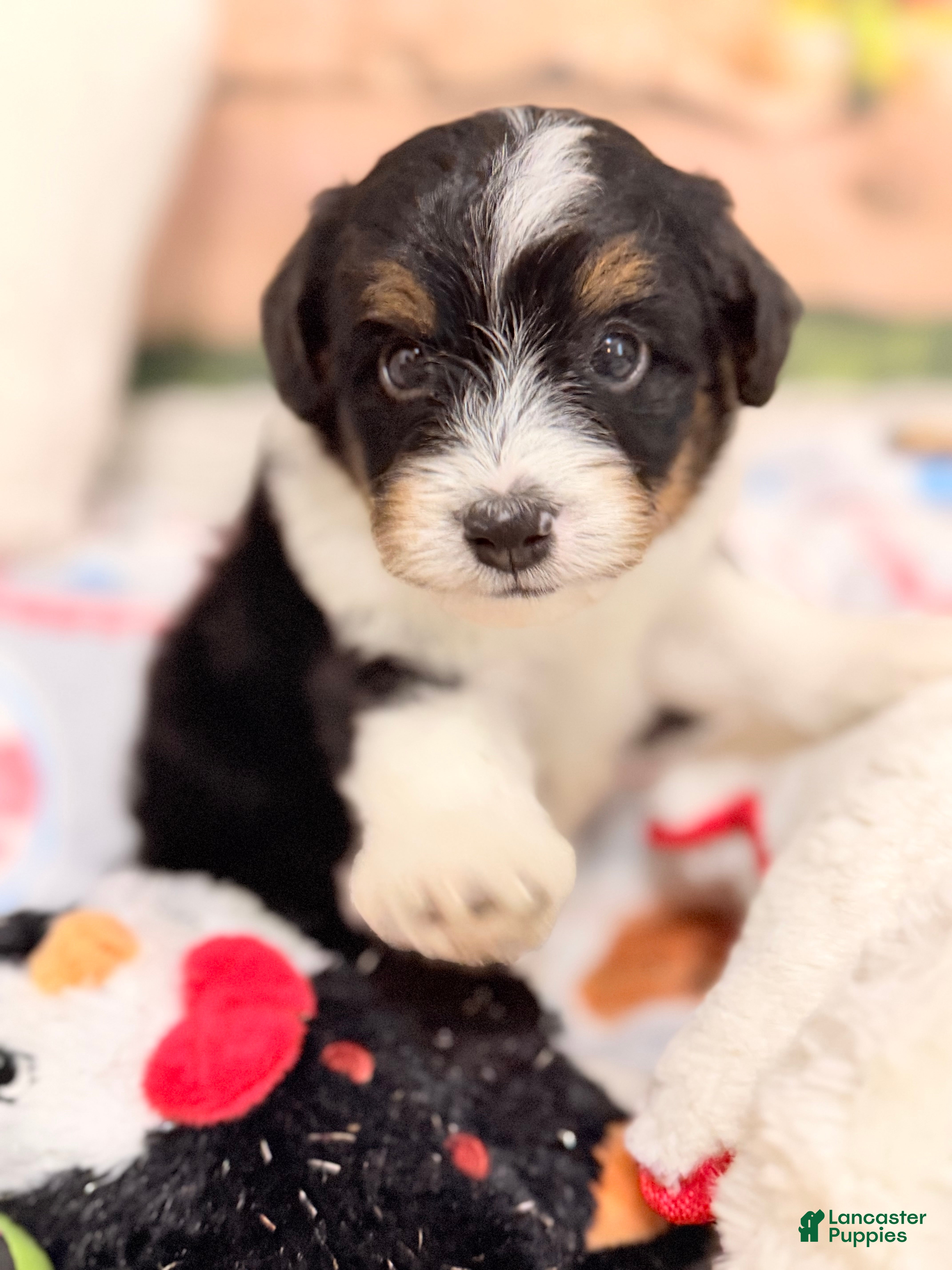 Mini Aussiedoodle dogs Dale - Ad 35