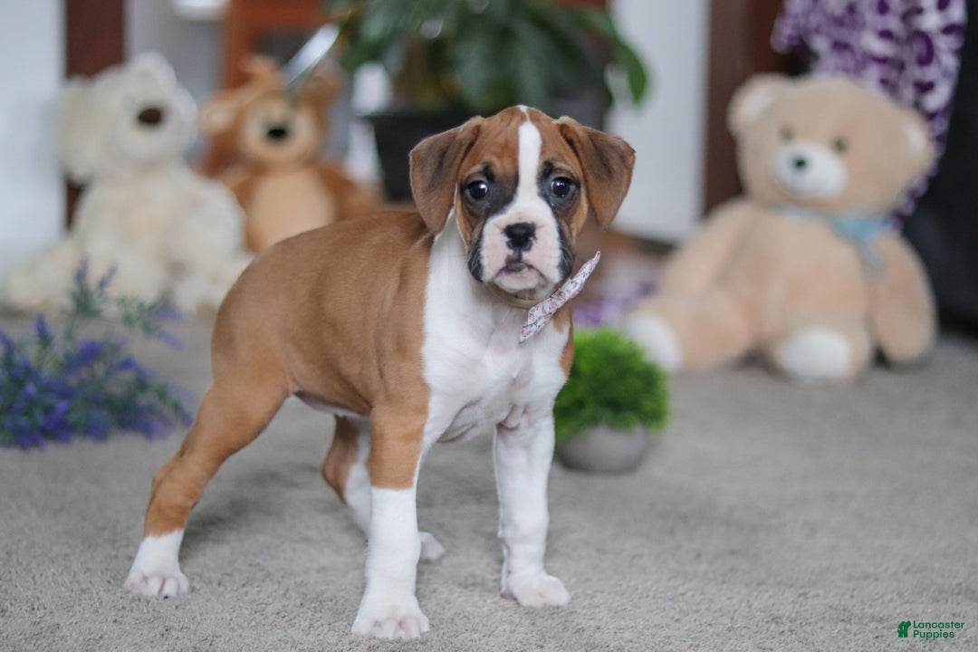 Boxer dogs for sale: Mia - Ad 5