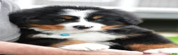 Bernese Mountain Dog dogs for sale: Rexton - Ad 1