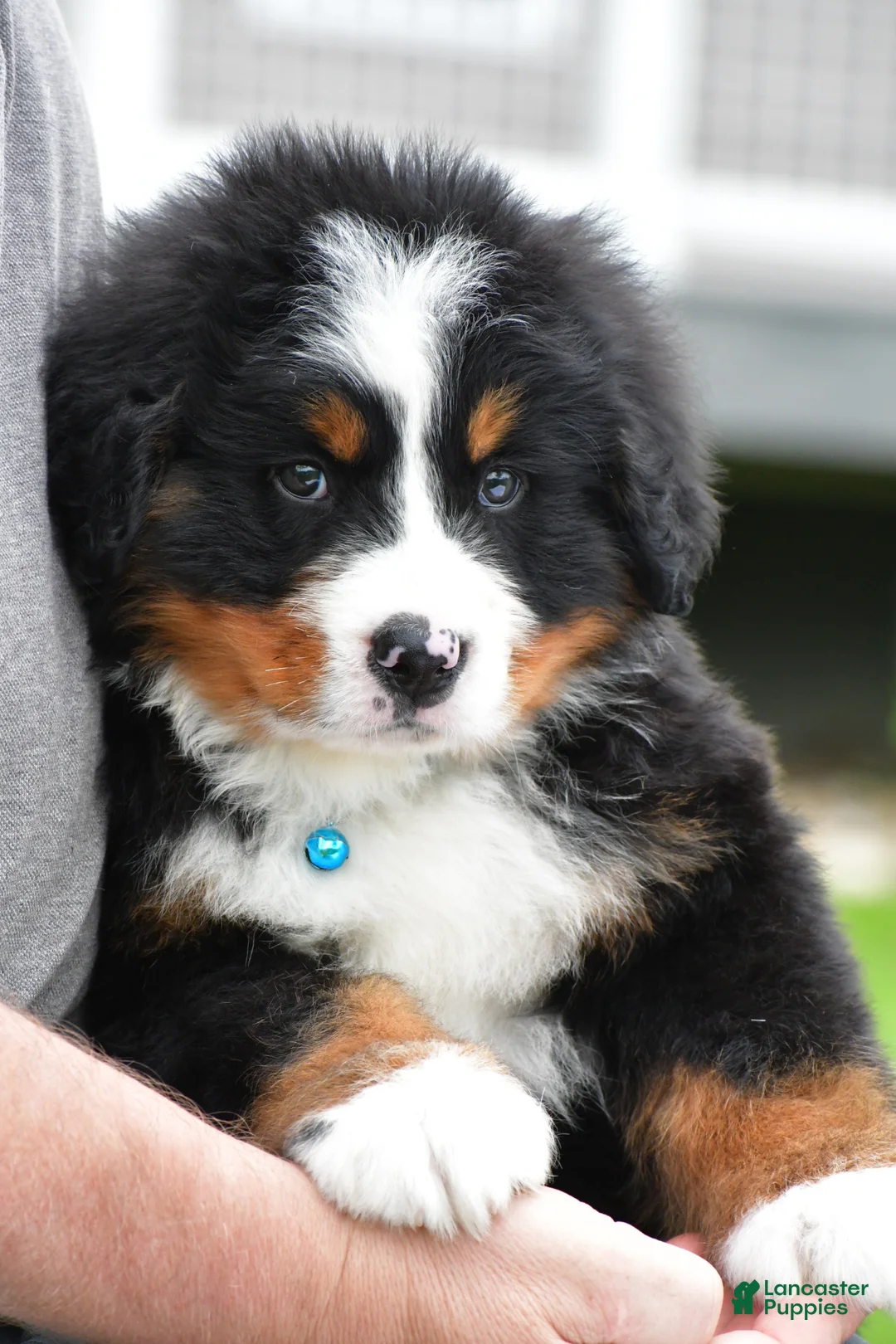 Bernese Mountain Dog dogs for sale: Rexton - Ad 1