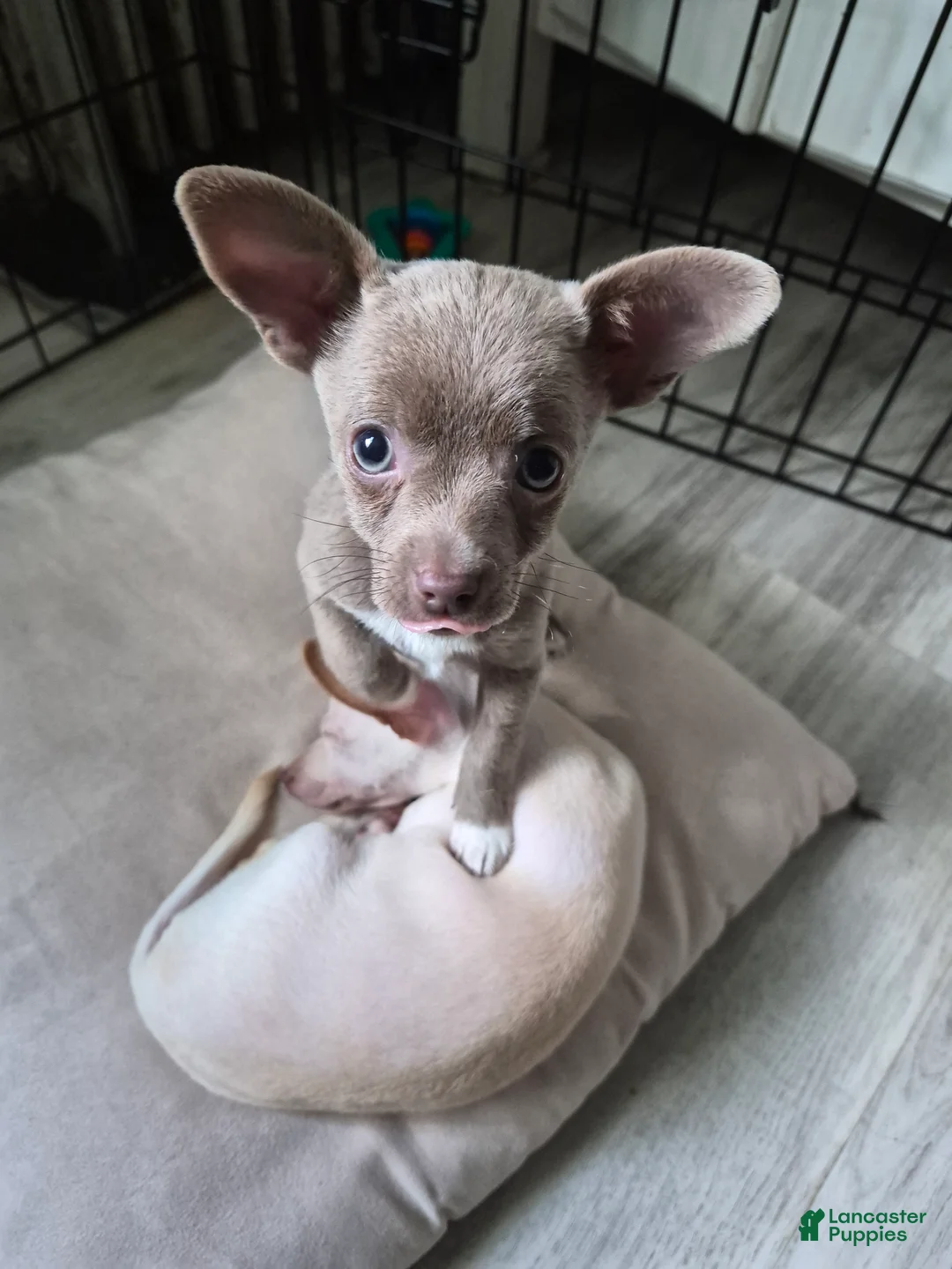 Chihuahua dogs for sale: Chihuahua 1 - Ad 2