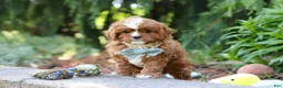 Cavapoo dogs for sale: Theodore - Ad 3