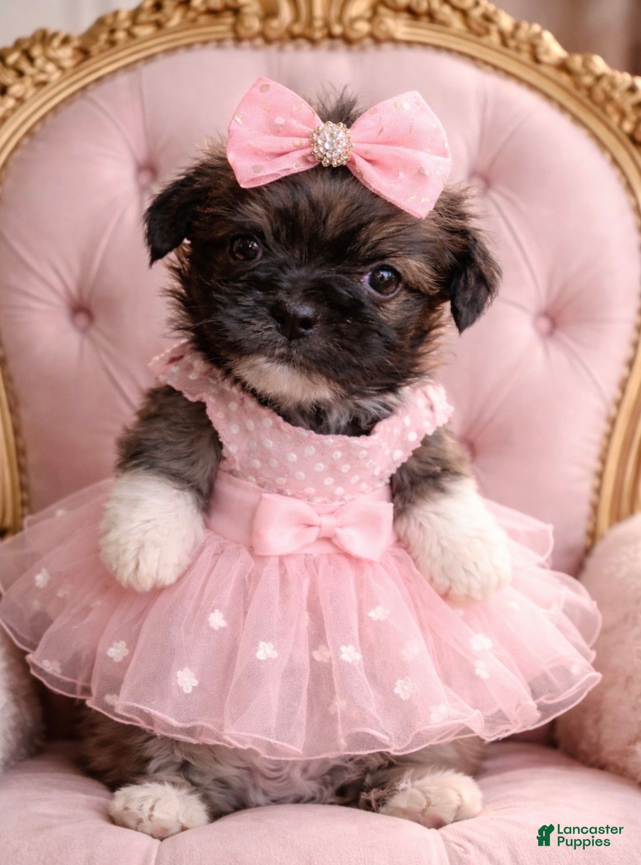 Shihpoo dogs Shihpoo Puppy 4 - Ad 2