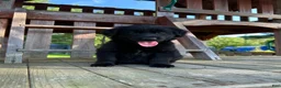 Golden Shepherd dogs for sale: Koda  - Ad 5