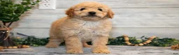 Mini Goldendoodle dogs for sale: Stephanie - Ad 3