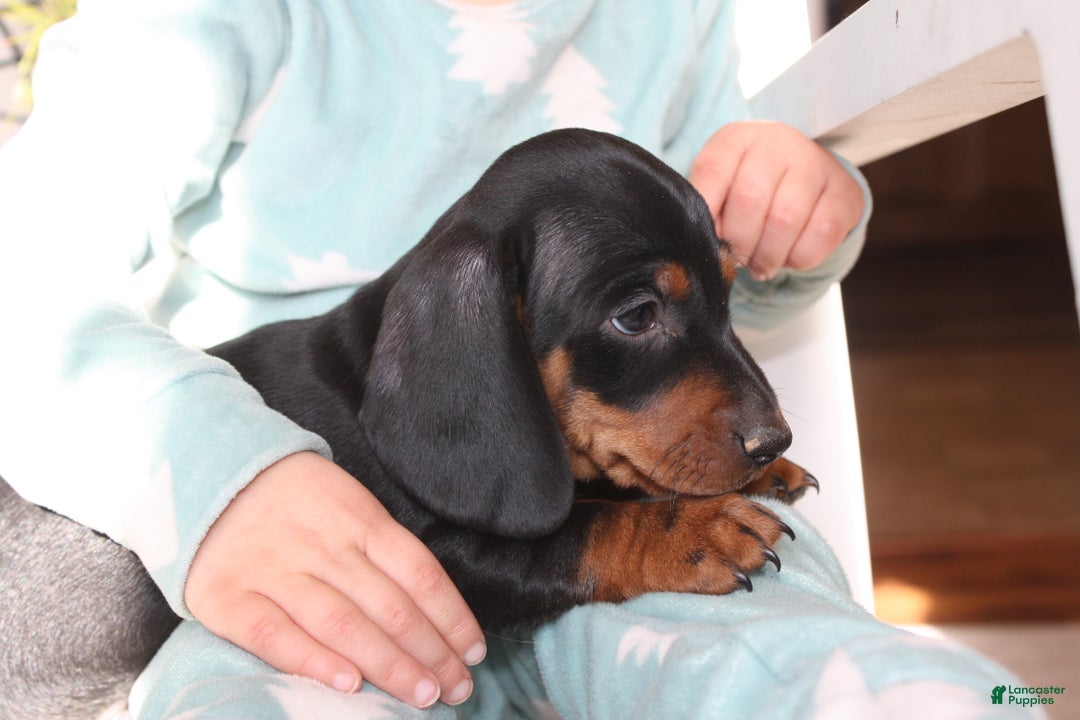 Miniature Dachshund dogs for sale: Chase - Ad 5
