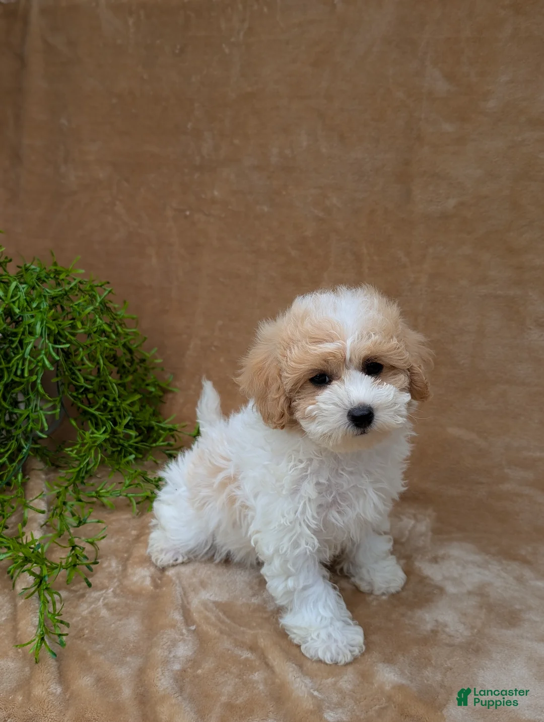 Bichpoo dogs for sale: Kylie  - Ad 6