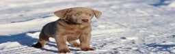 Labrador Retriever dogs for sale: Peanut Butter - Ad 1
