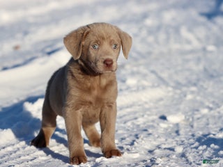 Labrador Retriever dogs Peanut Butter - Ad 22