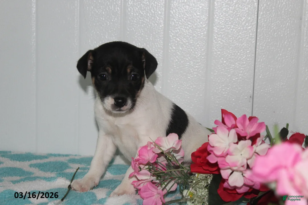 Jack Russell Terrier dogs for sale: Maggie - Ad 1