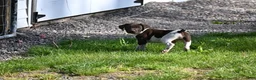 German Shorthaired Pointer dogs for sale: Buck - Ad 37