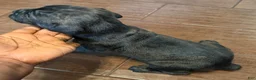 Cane Corso dogs for sale: Cane Corso Puppy 3 - Ad 5