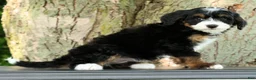 Mini Bernedoodle dogs for sale: Missy - Ad 7