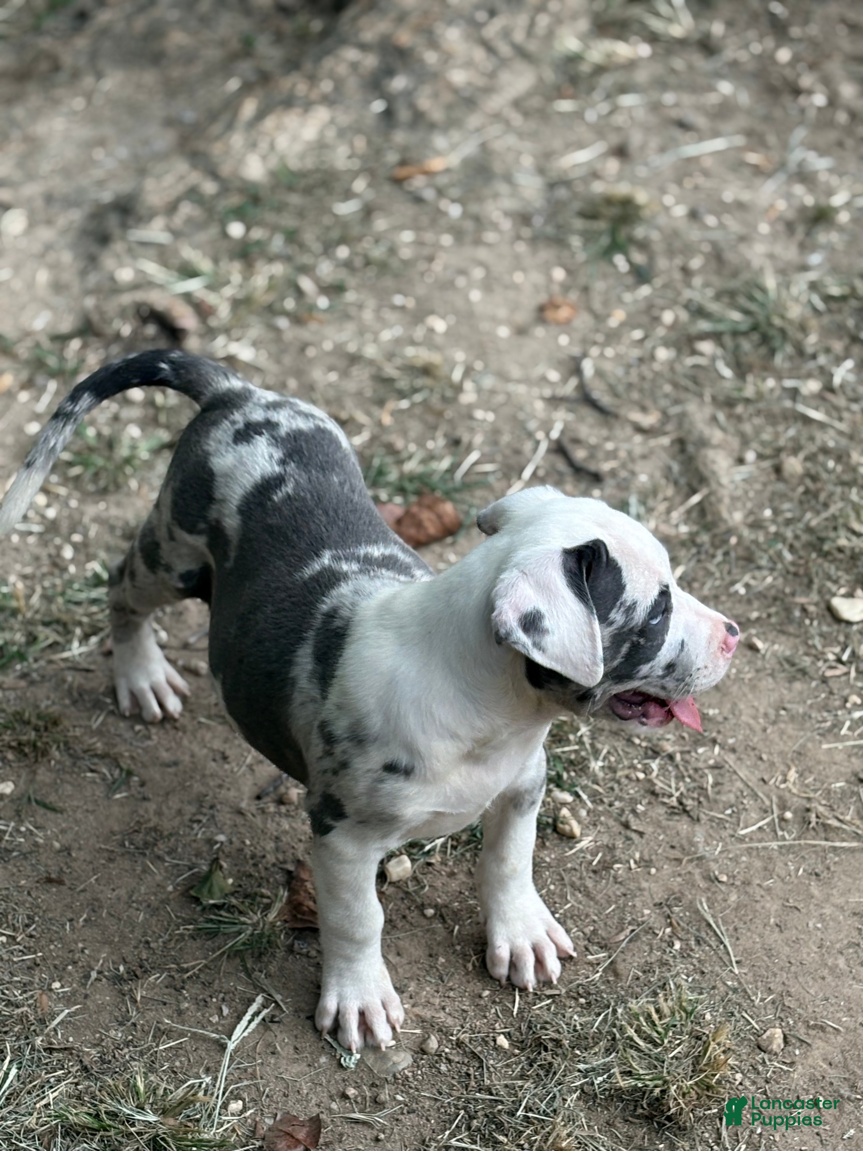 American Bully dogs Tyson - Ad 2