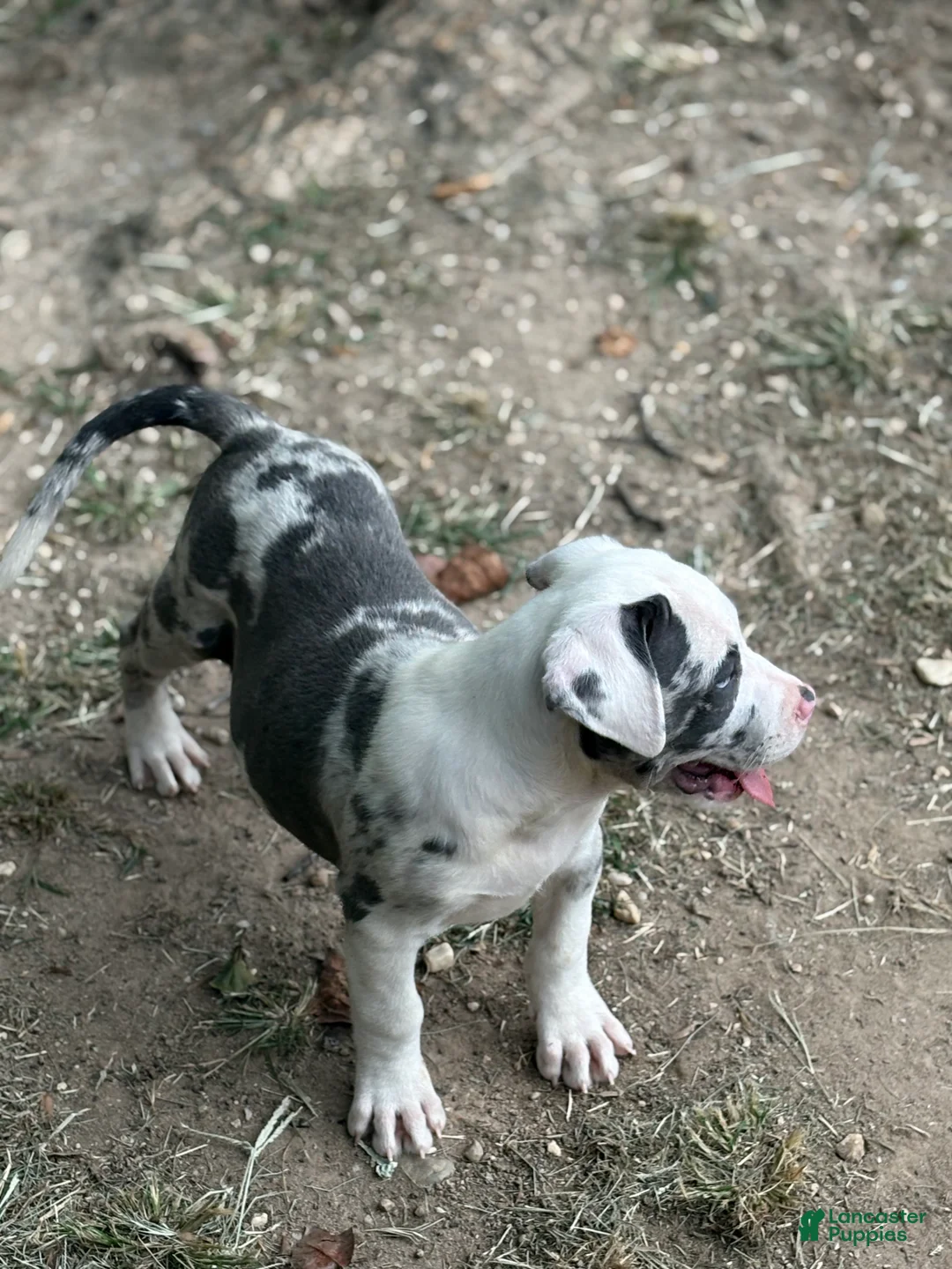 American Bully dogs for sale: Tyson - Ad 2