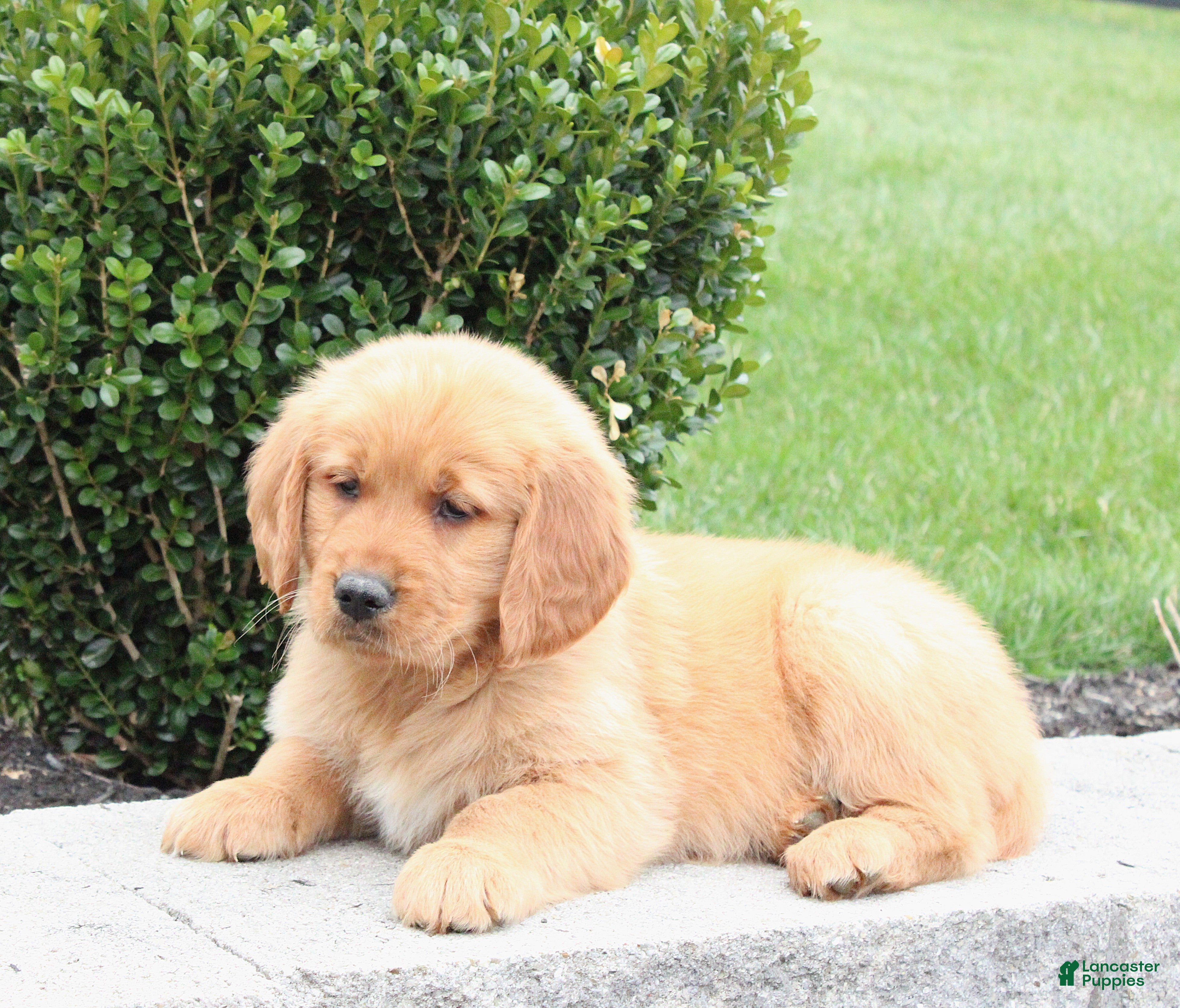 Golden Retriever dogs Tabby - Ad 1