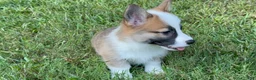 Welsh Corgi Pembroke dogs for sale: Hoss - Ad 10