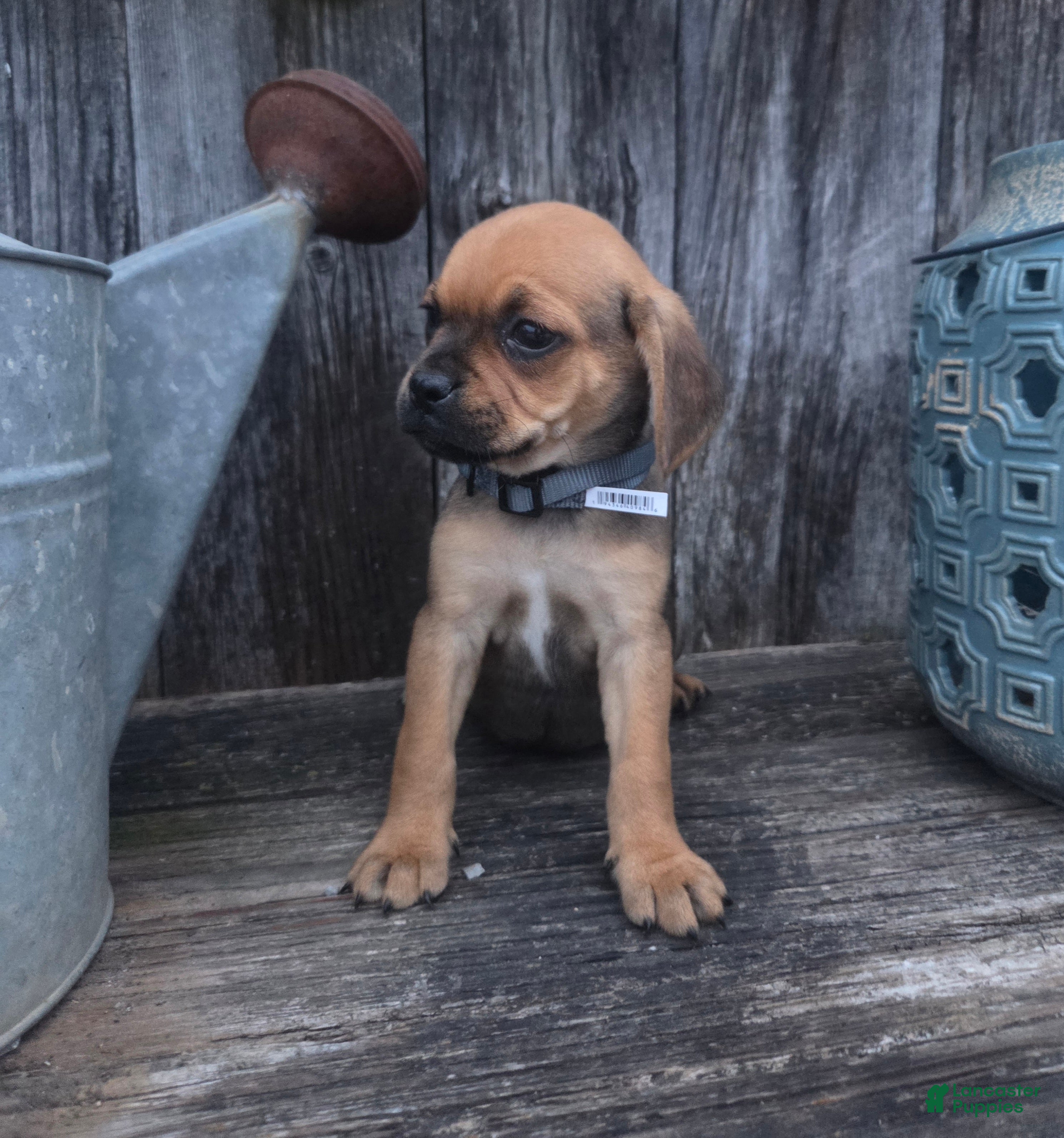 Puggle dogs Summit - Ad 1