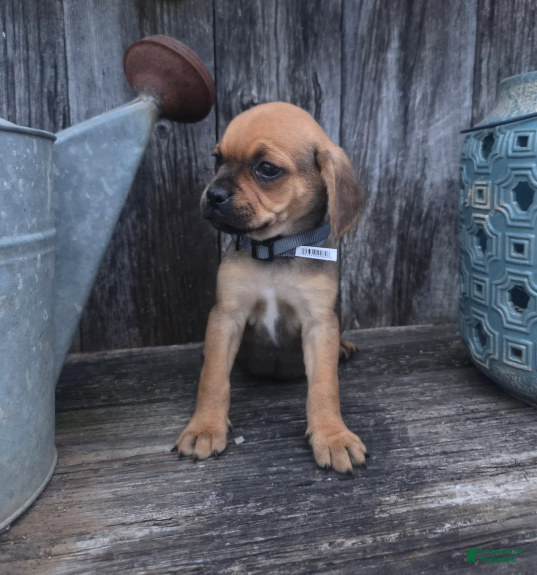 Puggle dogs for sale: Summit - Ad 1