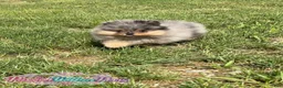 Pomeranian dogs for sale: Little Neptune - Ad 6
