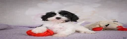 Cavapoo dogs for sale: Cavapoo 2 - Ad 4
