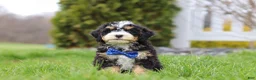 Mini Bernedoodle dogs for sale: Vance - Ad 5