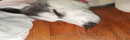Siberian Husky dogs for sale: Siberian Husky 1 - Ad 5