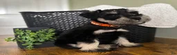 Miniature Schnauzer dogs for sale: Duke - Ad 5