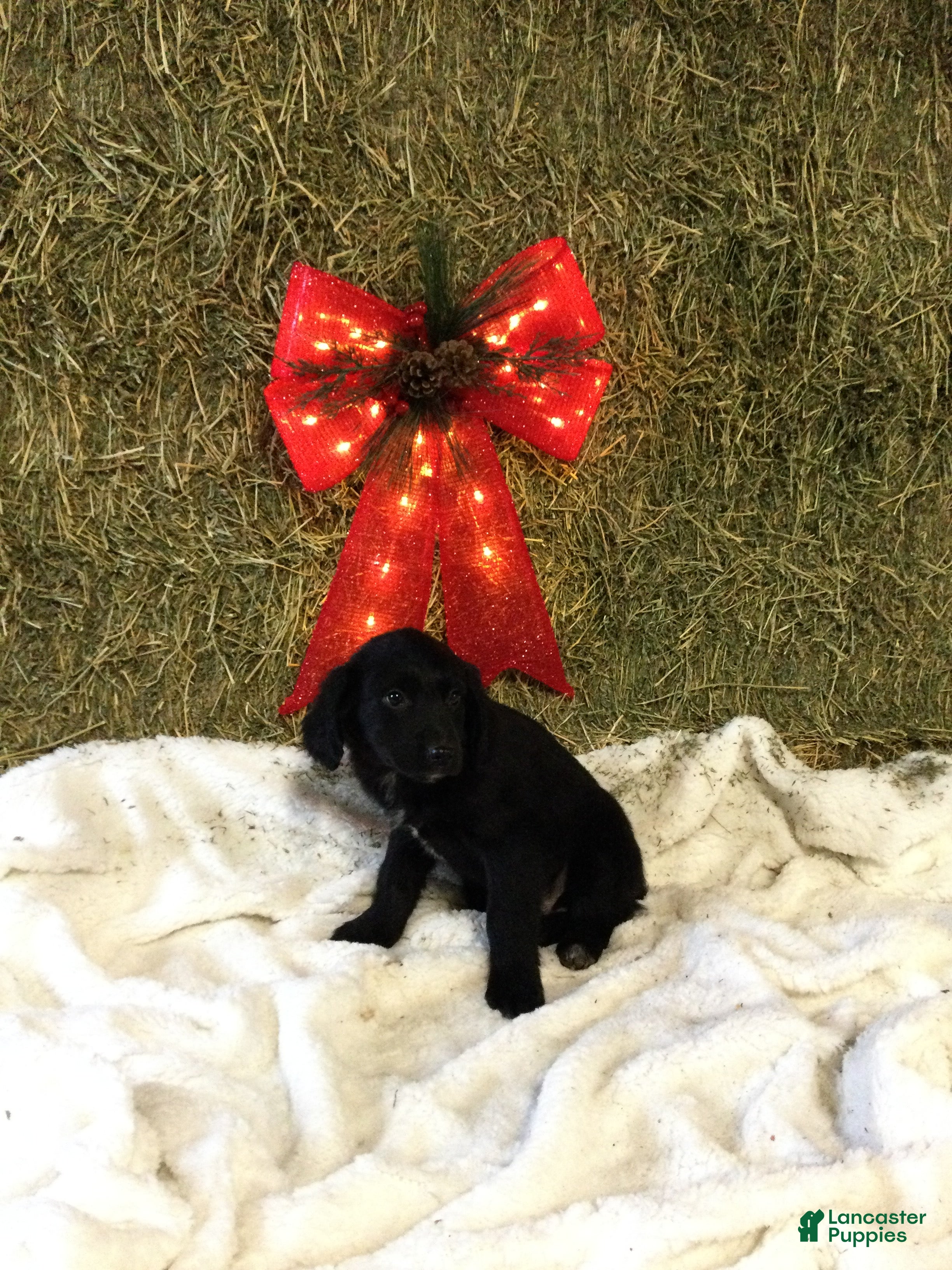 Mixed Breed dogs Mike - Ad 20