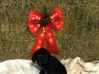 Mixed Breed dogs Mike - Ad 11