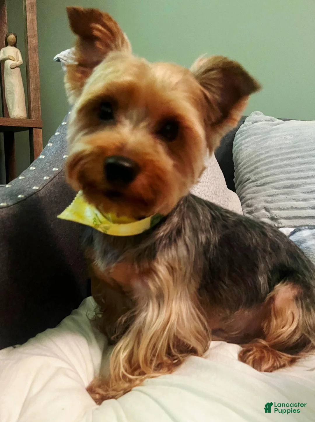 Yorkshire Terrier dogs for sale: Fluffy - Ad 9