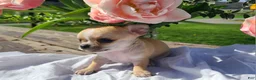 Chihuahua dogs for sale: Harmony - Ad 5