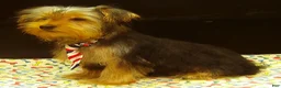 Yorkshire Terrier dogs for sale: Samson - Ad 8