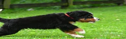Bernese Mountain Dog dogs for sale: Nickle - Ad 10