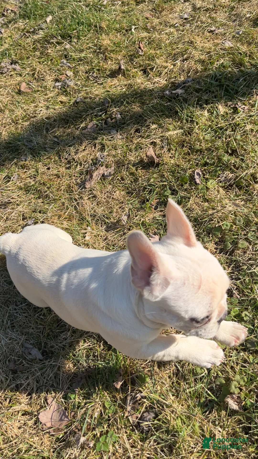 French Bulldog dogs for sale: Diva - Ad 2