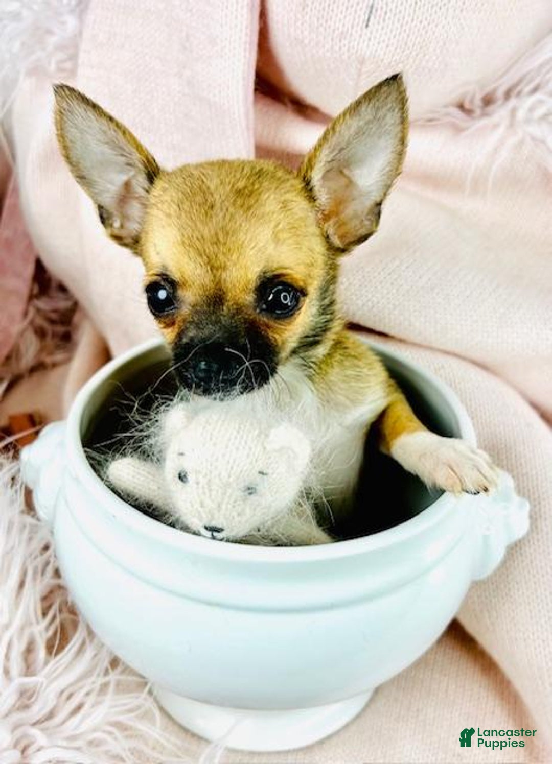 Chihuahua dogs for sale: Teacup/pocketbook Chihuahua Puppy  - Ad 2