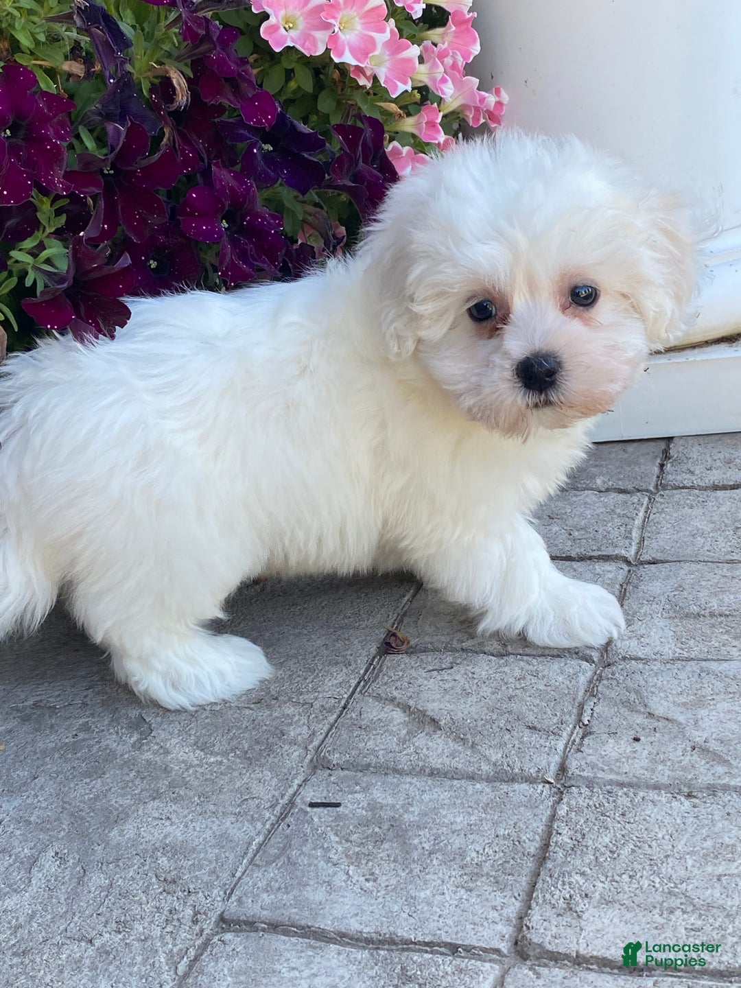Coton De Tulear dogs for sale: Clara  - Ad 2