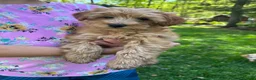 Mini Goldendoodle dogs for sale: Bella - Ad 2