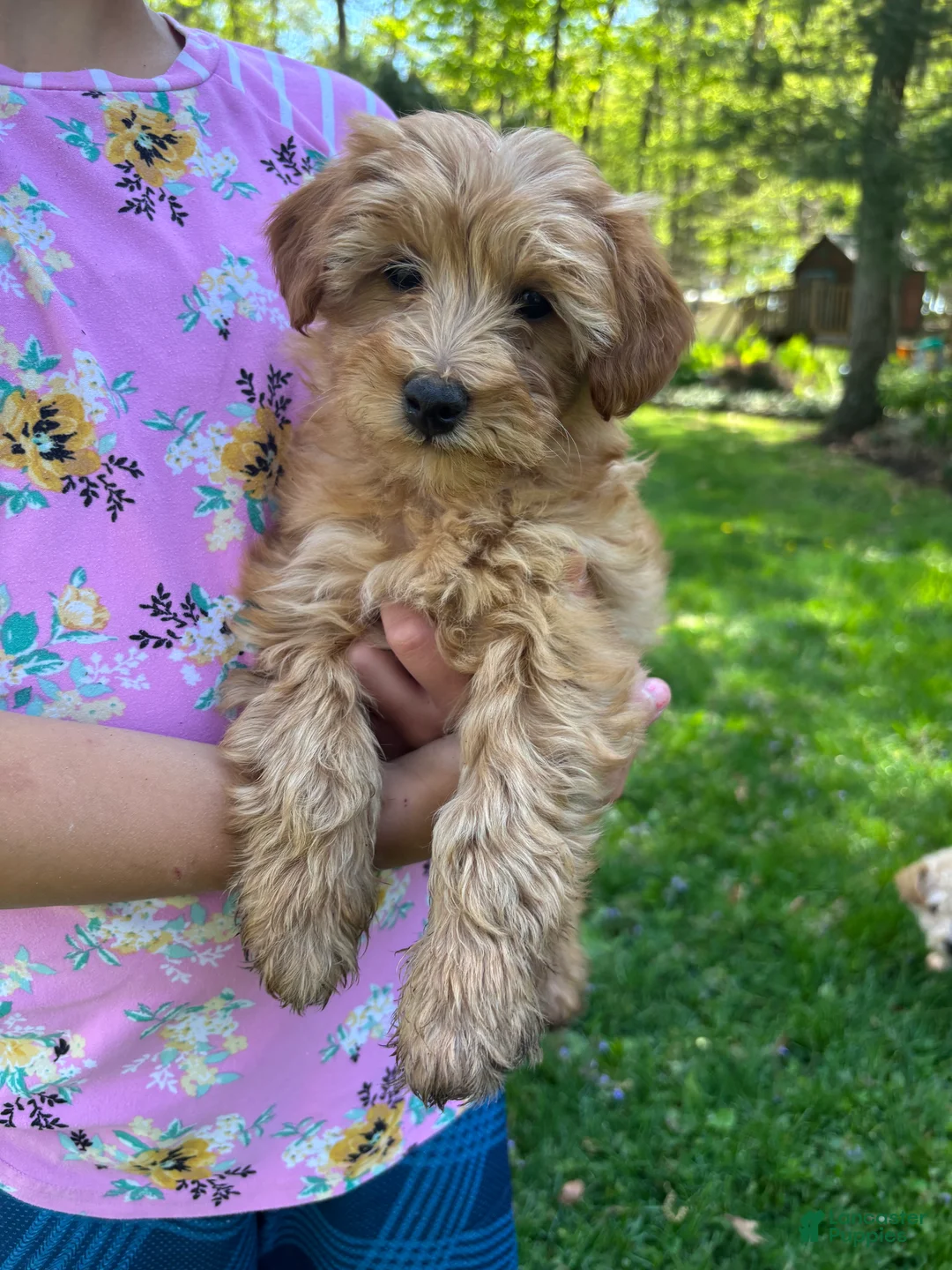 Mini Goldendoodle dogs for sale: Bella - Ad 2