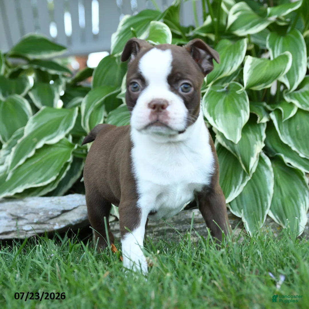 Boston Terrier dogs for sale: Vivoldi - Ad 2