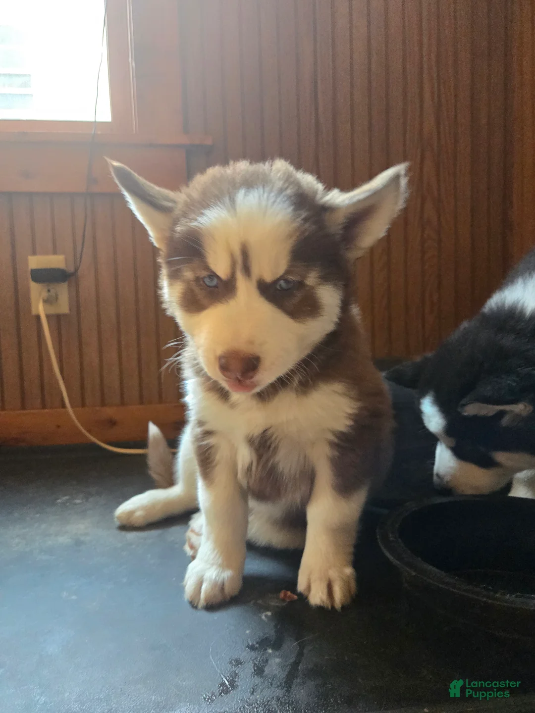 Siberian Husky dogs for sale: Timber - Ad 1