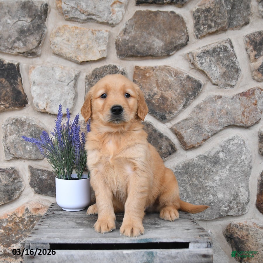 Golden Retriever dogs Max  - Ad 2