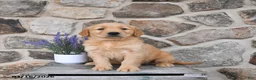 Golden Retriever dogs for sale: Max  - Ad 2