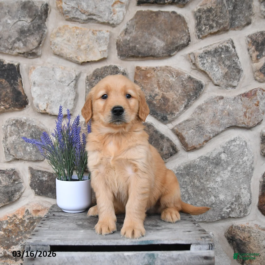 Golden Retriever dogs for sale: Max  - Ad 2