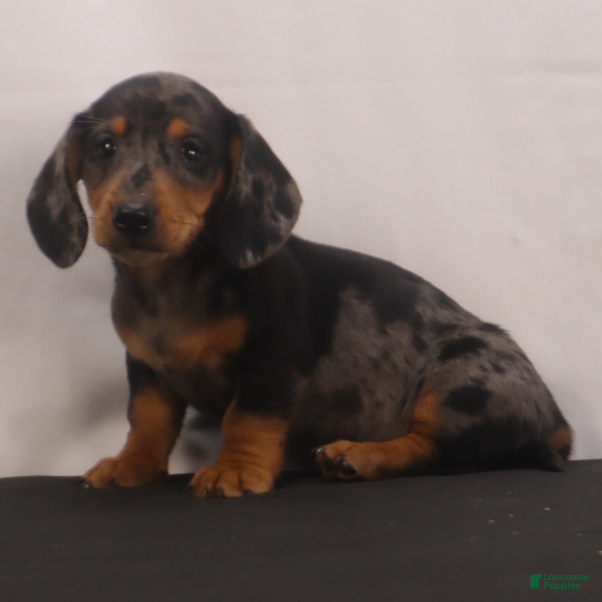 Dachshund dogs Rocky - Ad 1