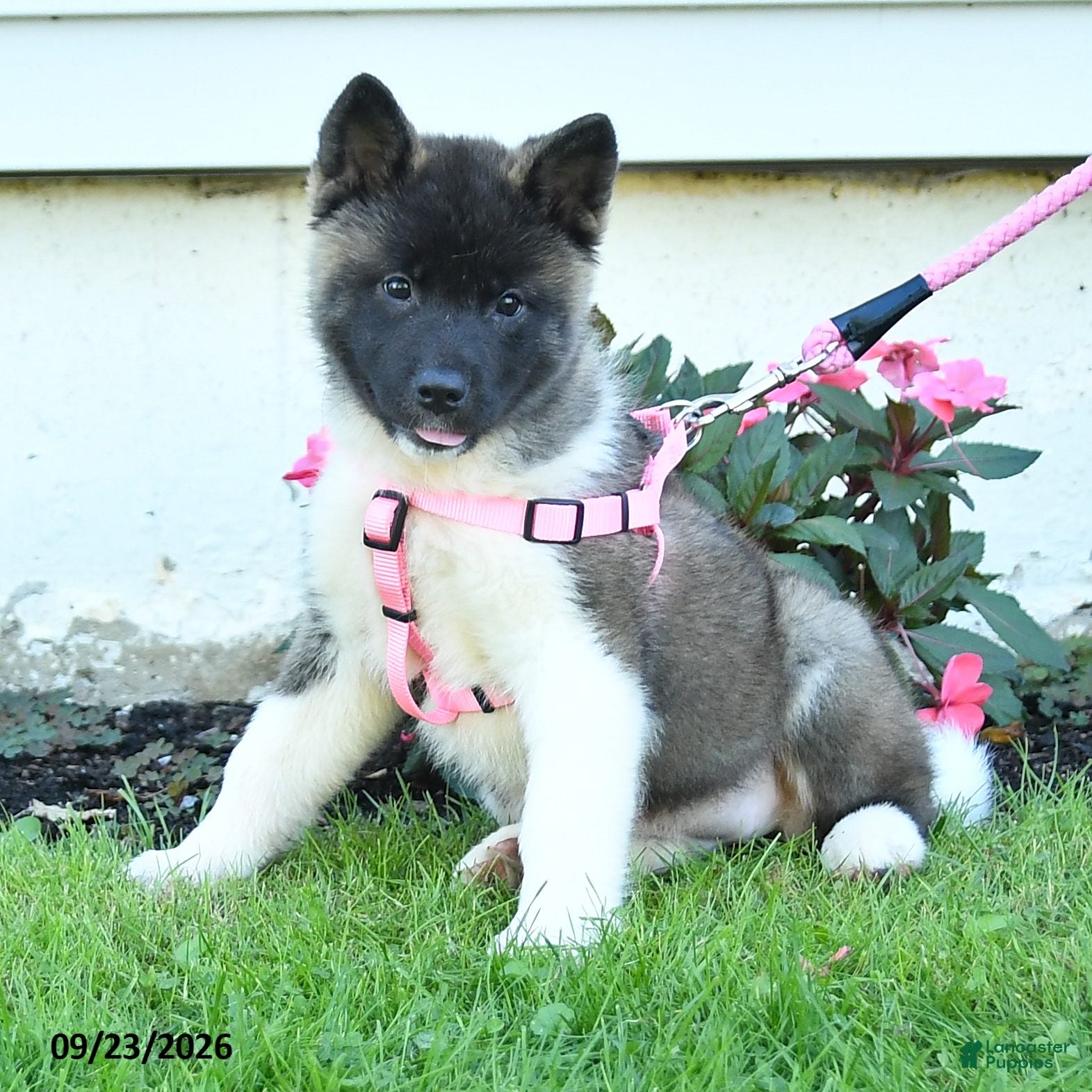 Akita dogs Nala - Ad 1