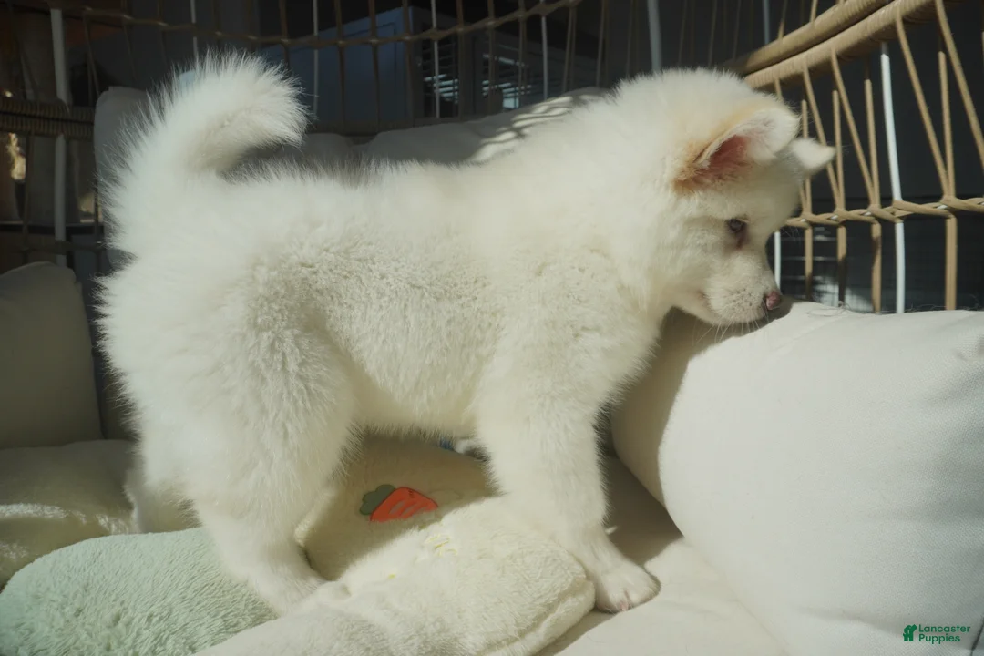 Alaskan Malamute dogs for sale: Coconut - Ad 6