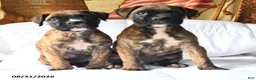 Boxer dogs for sale: Casper - Ad 5