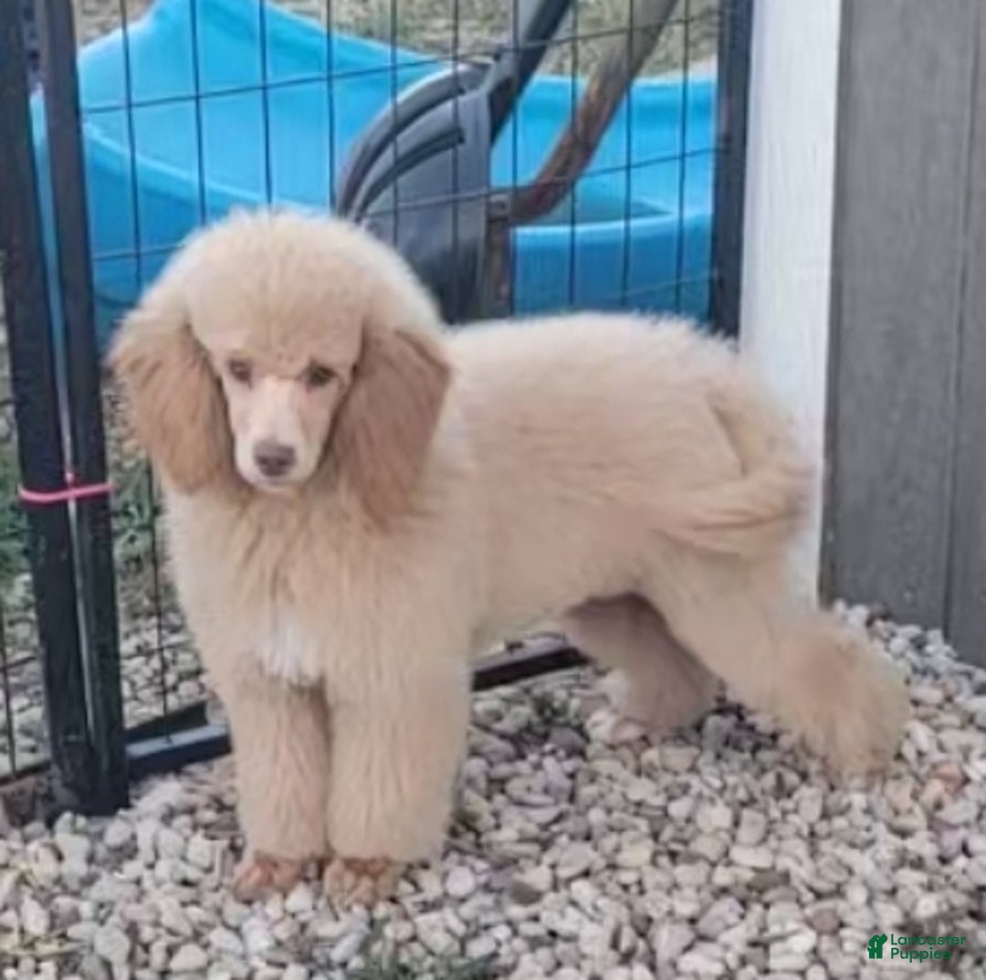 Miniature Poodle dogs for sale: Rusty moyen poodle  - Ad 6
