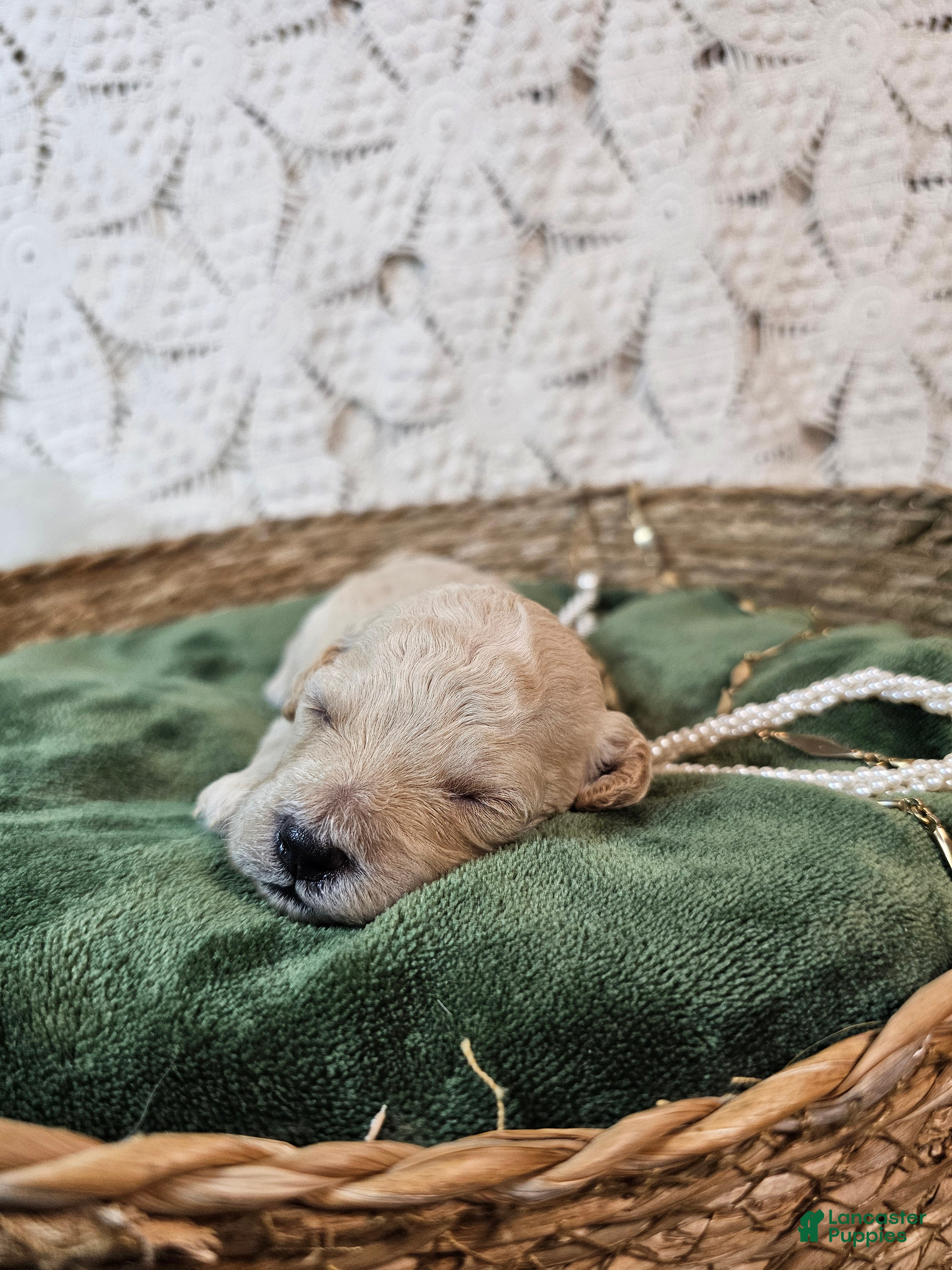 Mini Goldendoodle dogs Cassia - Ad 2
